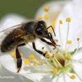 Europäische Honigbiene (Apis mellifera)
